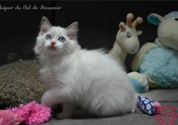 chaton blue bicolour - Chatterie Ragdolls du Val de Beauvoir